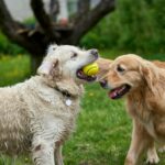 Best Dog Therapy Providers In Delhi